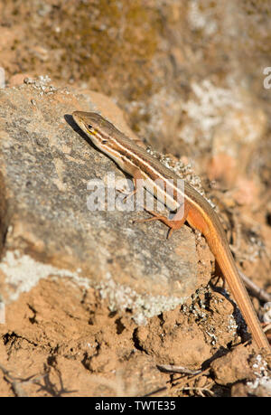 Psammodromus grand,(Psammodromus algirus), lizard basking, Andalousie, espagne. Banque D'Images