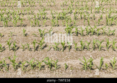 Rangées de maïs maïs / jeunes / Zea mays croissant dans les Cornouailles. Métaphore de l'industrie des pousses, la croissance économique, de la récolte de maïs, maïs en croissance au Royaume-Uni Royaume-Uni. Banque D'Images