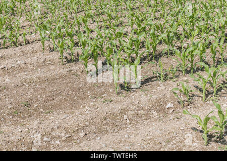 Rangées de maïs maïs / jeunes / Zea mays croissant dans les Cornouailles. Métaphore de l'industrie des pousses, la croissance économique, de la récolte de maïs, maïs en croissance au Royaume-Uni Royaume-Uni. Banque D'Images