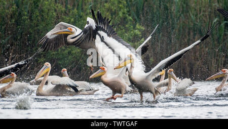 Close up isolés de pélican blanc troupeau décolle dans la pluie au Delta du Danube, Roumanie Banque D'Images