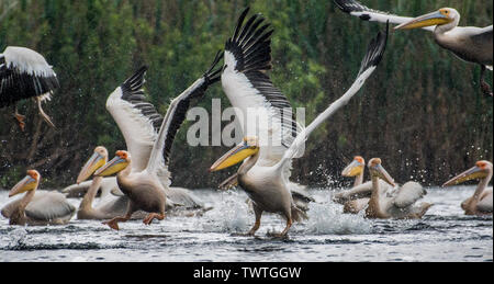 Close up isolés de pélican blanc troupeau décolle dans la pluie au Delta du Danube, Roumanie Banque D'Images