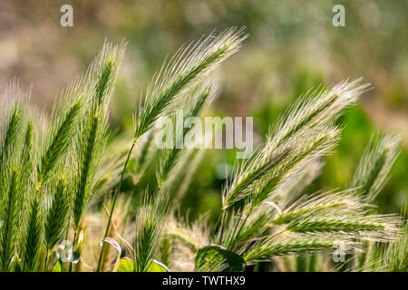 Mur d'orge (Hordeum murinum). Banque D'Images