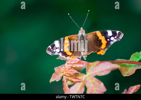 Un papillon belle Dame Banque D'Images