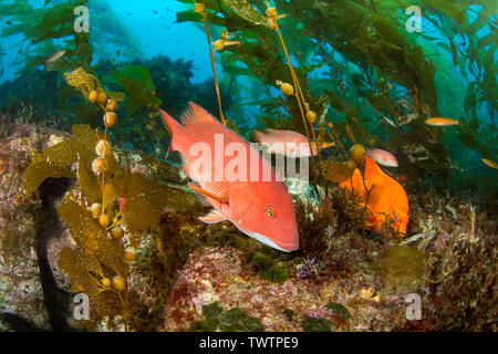 Une femelle labre californien, Semicossyphus pulcher Hypsypops rubicundus, et de Garibaldi, sont représentés dans une forêt de varech géant, Macrocystis pyrifera, off Santa Banque D'Images