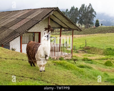 Également appelé lama alpaga sur un champ vert à la montagne près de Bogota en Colombie Banque D'Images