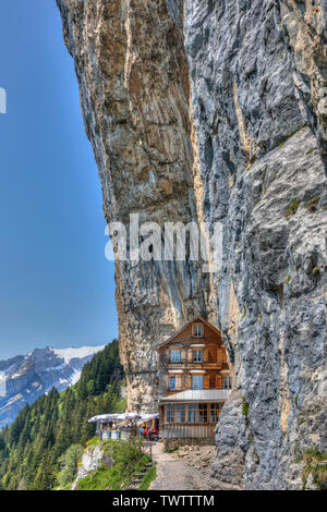 Aescher, Edelweiss, Wasserauen, Appenzell Rhodes-Intérieures, Suisse, Europe Banque D'Images