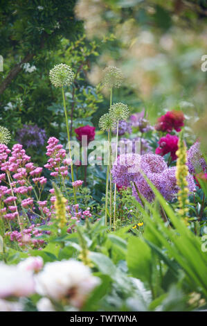 Une large sélection de plantes à fleurs d'été dans un jardin clos pendant les mois d'été, England, UK, FR. Banque D'Images