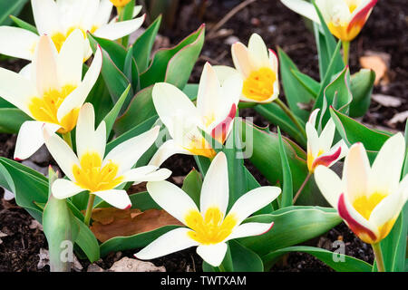 Tulipes blanches. Close up. Belles fleurs blanches. Close up of a white tulip empereur blanc jaune avec coeur. Tulipa Purissima. Cultivar en fleurs crémeux Banque D'Images