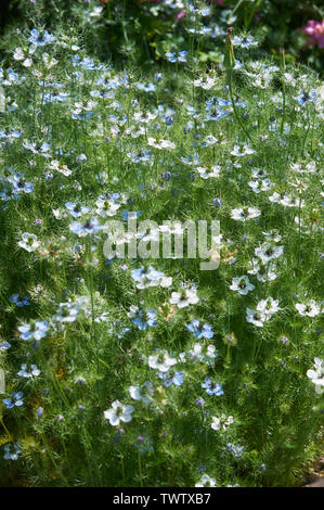 Cosmos fleurs dans un jardin d'été offrant un mélange de couleurs Banque D'Images