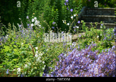 Frontière herbacées contenant (Campanula lactiflora) fleurs de Bell Banque D'Images