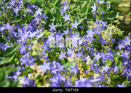 Frontière herbacées contenant (Campanula lactiflora) fleurs de Bell Banque D'Images