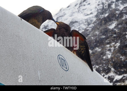 Ces Kea (Nestor notabilis) s'embrassent. Je change d'avis. Banque D'Images