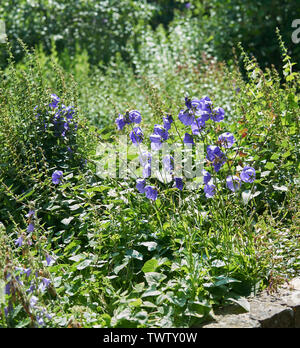 Frontière herbacées contenant (Campanula lactiflora) fleurs de Bell Banque D'Images