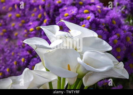 Fleurs calla blanc close up sur un fond de Purple Asters Banque D'Images