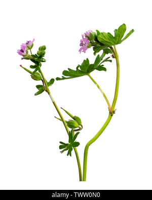 Fleurs de la Dove's-foot, géranium sanguin Geranium molle, un jardin, mauvaises herbes annuelles sur fond awhite Banque D'Images