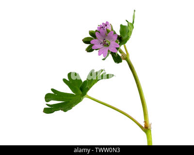 Fleurs de la Dove's-foot, géranium sanguin Geranium molle, un jardin, mauvaises herbes annuelles sur fond awhite Banque D'Images