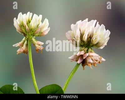 Les capitules de double récolte du fourrage commun et les mauvaises herbes de la pelouse, le trèfle blanc, Trifolium repens Banque D'Images