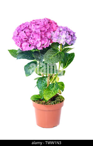 Hortensia violet rose fleur en pot de fleurs sur fond blanc Banque D'Images