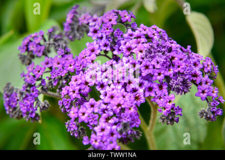 Heliotropium arborescens ou le jardin fleur héliotrope Banque D'Images