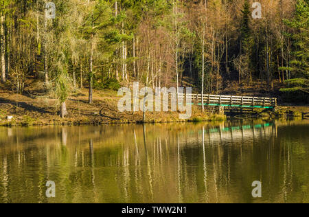 Le colvert Brochet, une jolie et agréable promenade autour de l'étang de la forêt de Dean, Gloucestershire. Banque D'Images