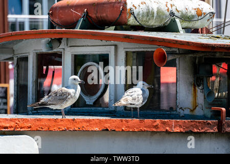 Portrait de deux mouettes sur un vieux bateau rouillé à Warnemuende Harbour Banque D'Images