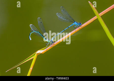 L'accouplement de demoiselle bleu commun voler dans soleil du printemps au milieu de l'année au Pays de Galles Banque D'Images