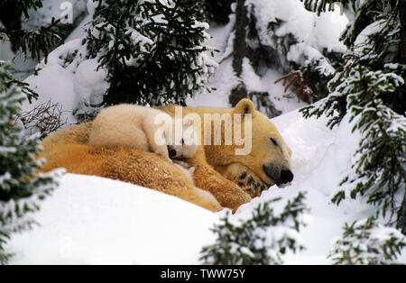 L'ours polaire, (Ursus maritimus), Manitoba, Canada Banque D'Images