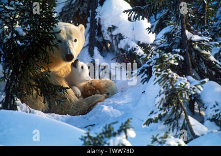 L'ours polaire, (Ursus maritimus), Manitoba, Canada Banque D'Images