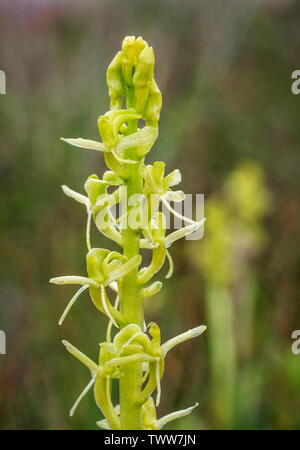 Détail de fleurs orchidée Liparis loeselii fen de plus en lettes de dunes à Kenfig Burrows, dans le sud du Pays de Galles Banque D'Images