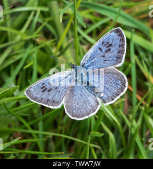 Grand blue butterfly Maculinea arion mâle à Collard Hill dans le Polden Hills de Somerset, Royaume-Uni Banque D'Images