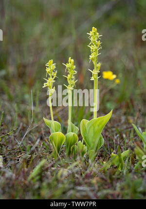 Orchidée Liparis loeselii Fen ovata sous-espèce poussant dans les lettes dunaires à Kenfig Burrows, dans le sud du Pays de Galles Banque D'Images