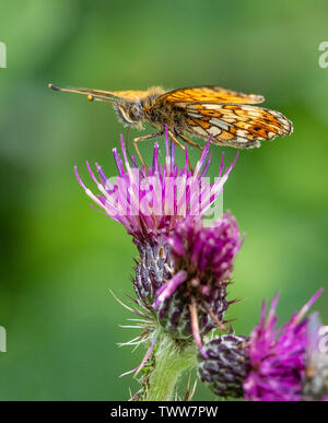 Petite perle bordé fritillary Boloria selene se nourrissant de marsh thistle fleurs à Glasdrun réserver dans les Highlands d'Ecosse UK Banque D'Images