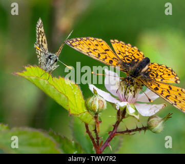 Carterocephalus palaemon hespérie à carreaux et petite perle bordé fritillary en Glasdrun près de Fort William, dans les Highlands d'Ecosse UK Banque D'Images