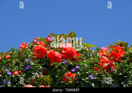 Une rangée d'été annuel de plans literie begonia et pétunia dans une rangée contre un fond de ciel bleu clair Banque D'Images