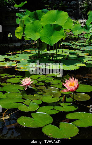 Fleurs roses dans un étang rempli de nénuphars d'eau Banque D'Images