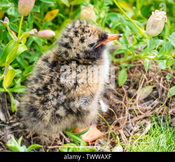 Île de mai, Mer du Nord, au Royaume-Uni. 23 juin 2019. Sur les oiseaux de la réserve naturelle le Scottish Natural Heritage. L'éclosion d'un poussin de la sterne arctique (Sterna paradisaea), Banque D'Images