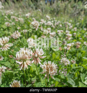 Patch de macro shot de la floraison du Trèfle blanc Trifolium repens / parmi l'herbe. Il y a beaucoup de variétés agricoles de WC - pas sûr que cela peut être Banque D'Images