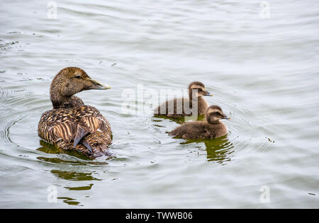 Île de Mai, Mer du Nord, Royaume-Uni. 23 juin 2019. Oiseaux de mer sur la réserve naturelle du patrimoine écossais. Une femelle de canard d'eider, Somateria mollissima, avec deux canetons Banque D'Images