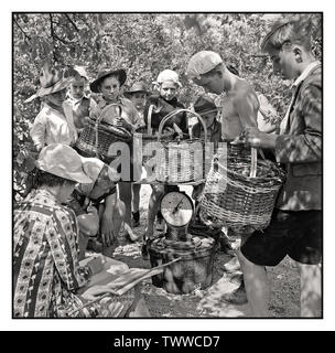 La production de fruits Aliments Vintage Angleterre World War 2 Scouts porter dans des paniers de prunes pour peser sur le fruit-picking ferme près de Cambridge en 1944. Les garçons se rassemblent dans l'ombre des arbres pommelé de présenter leurs paniers de prunes à la représentante de la compagnie confiture à peser. Les fruits sont pesés par le livre et le poids sont entrés dans un grand livre avant les paniers sont vidés dans le boisseau les paniers pour la collecte. Banque D'Images