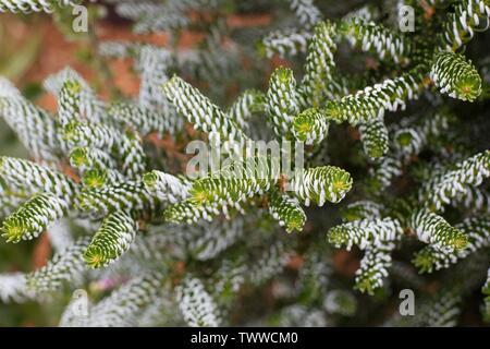 Close up of a Abies koreana 'Horstmann's Silberlocke' sapin coréen. Banque D'Images