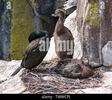 Île de mai, Mer du Nord, au Royaume-Uni. 23 juin 2019. Les oiseaux de la Scottish Natural Heritage réserve naturelle. Une imbrication shag, Phalacrocorax aristotelis, avec deux poussins shag presque aussi grande que lui-même Banque D'Images