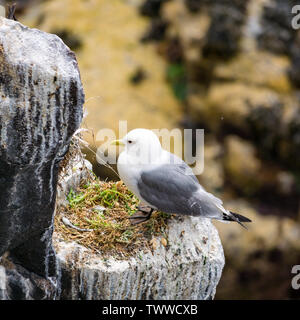 Île de mai, Mer du Nord, au Royaume-Uni. 23 juin 2019. Les oiseaux de la Scottish Natural Heritage réserve naturelle. Une mouette tridactyle sur une falaise rocheuse nid semble avoir perdu son œuf ou poussin Banque D'Images