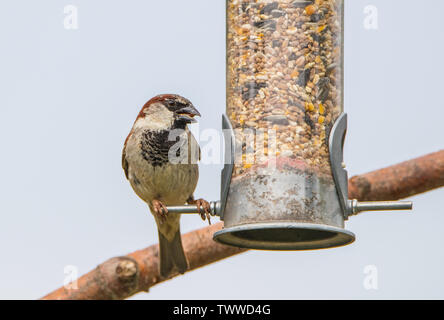 Moineau domestique Moineau domestique mâle, mâle adulte, Finch, passer, perché sur un chargeur de British Garden au soleil au printemps Banque D'Images