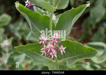 L'asclépiade (Asclepias speciosa 'Showy' fleurs. Banque D'Images