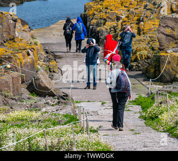 Île de mai, Mer du Nord, au Royaume-Uni. 23 juin 2019. Le Scottish Natural Heritage réserve naturelle. Les visiteurs ont à surveiller de bec sterne arctique (Sterna paradisaea), qui gardent, nids. Une femme est picotés sur sa tête par un swooping sterne arctique Banque D'Images