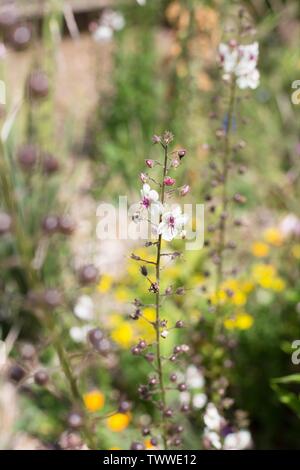 Verbascum blattaria, également connu sous le nom de Molène Papillon fleurs. Banque D'Images