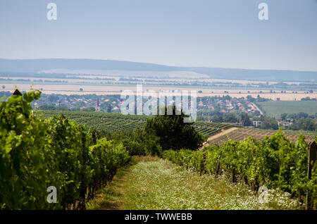 Rang de plantes de vigne verte droit Banque D'Images