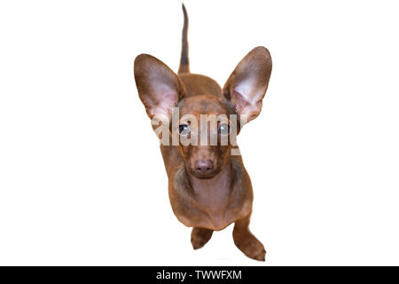 Chiot teckel close up. Animal de compagnie. Mignon chien isoler. Banque D'Images