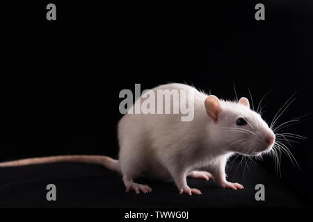 Rat blanc sur fond noir, close-up. Studio Banque D'Images