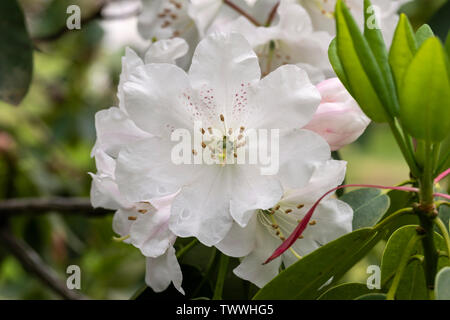 Gros plan des fleurs blanches de Rhododendron décorum fleurissent en mai Au Royaume-Uni Banque D'Images